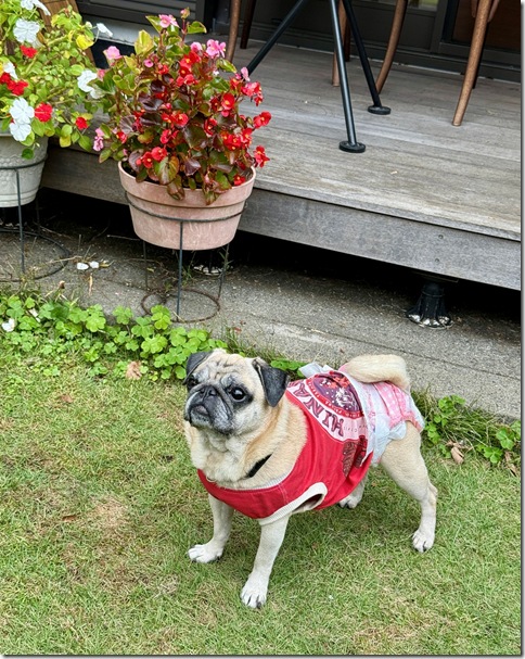 IMG_6744 - crop 2025-11-01 13-28-00 - resized 2025-11-01 13-28-28