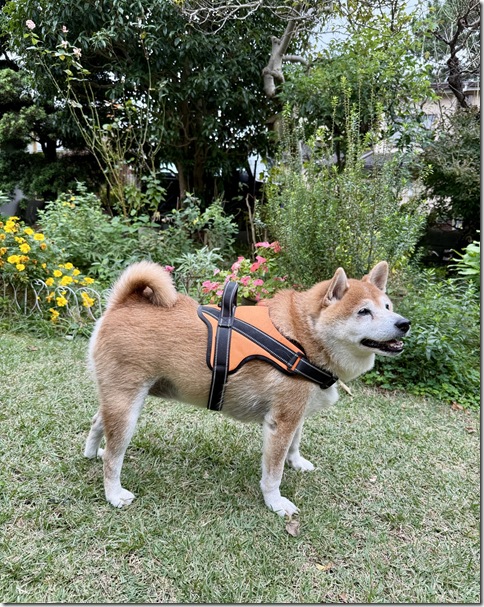 IMG_6760 - resized 2025-11-01 13-30-01