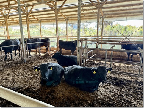 IMG_7267 - resized 2025-11-16 14-21-05